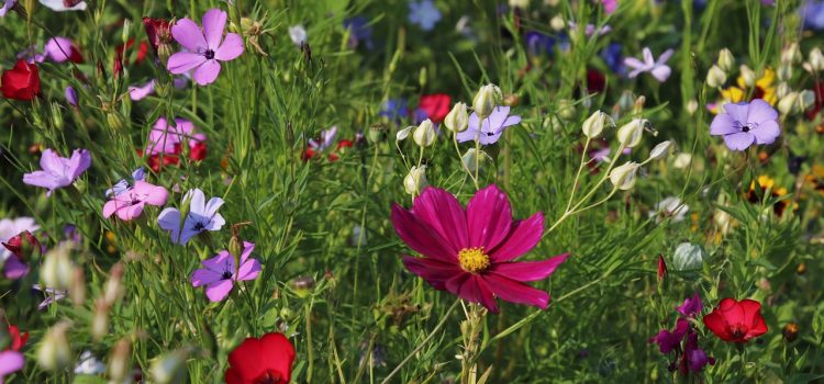 Eine bunte Blumenwiese mit violetten, roten und rosa Blüten. Im Fokus steht eine große pinke Blume, umgeben von grünen Gräsern und Knospen.