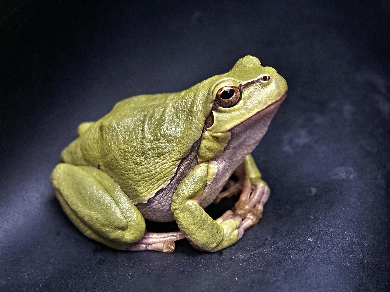 Ein grüner Frosch sitzt auf einerm schwarzen Untergrund. 
